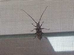 [Hearth.com] Is this the Asian Longhorn Beetle?