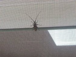 Is this the Asian Longhorn Beetle?