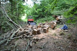 [Hearth.com] Question ? if a tree is dead