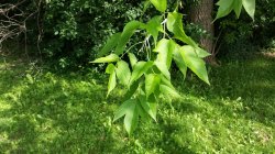 [Hearth.com] Tree ID