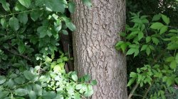[Hearth.com] Tree ID