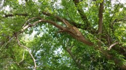 [Hearth.com] Tree ID