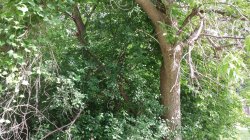 [Hearth.com] Tree ID