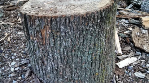 [Hearth.com] Wood ID!!!!