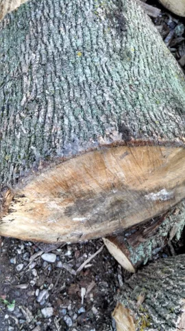 [Hearth.com] Wood ID!!!!