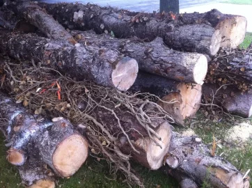 [Hearth.com] Log of Pine came in!!!