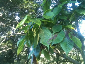 [Hearth.com] Somebody ID this tree please