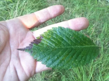 [Hearth.com] Somebody ID this tree please