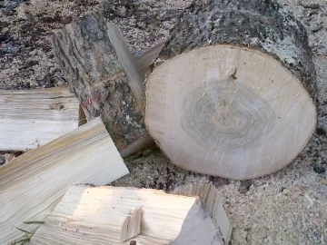 [Hearth.com] Another Wood ID Exercise