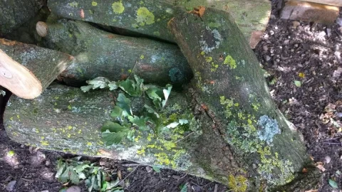 [Hearth.com] Wood ID request