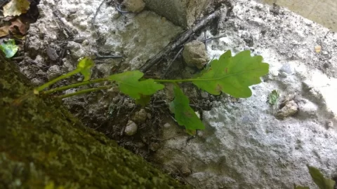 [Hearth.com] Wood ID request