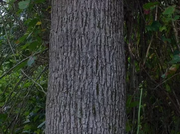 [Hearth.com] What kind of oak?