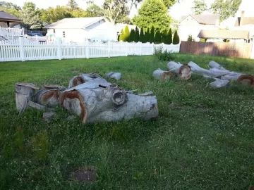 [Hearth.com] huge beech