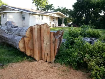 [Hearth.com] huge beech