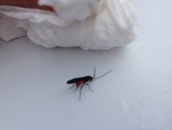 What kind of bug is this in my firewood?