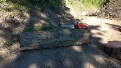 [Hearth.com] First Red Fir of the year