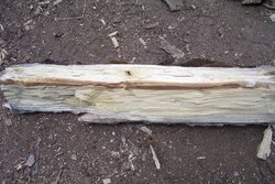 ID Mystery wood?