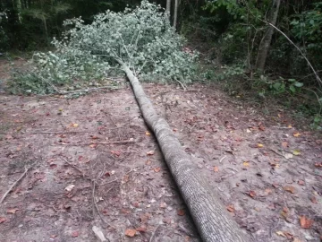 [Hearth.com] fell a poplar this evening