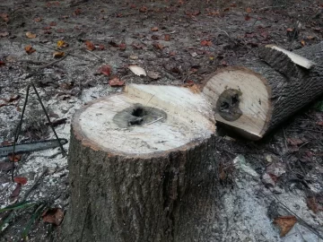 [Hearth.com] fell a poplar this evening