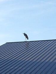 Blue Heron Perched On The Barn Tonight