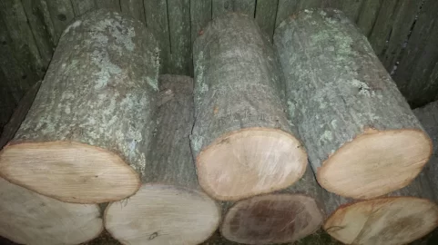 [Hearth.com] wood id(s)
