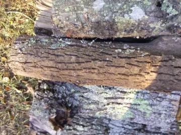 [Hearth.com] Wood score and ID