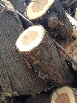 [Hearth.com] Wood id