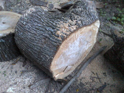 Wood explodes on splitter