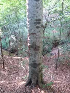 [Hearth.com] Tree ID please