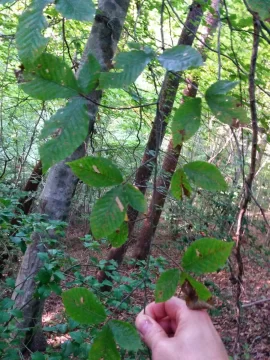 [Hearth.com] Tree ID please