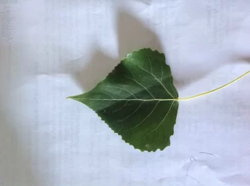 [Hearth.com] Tree ID Please