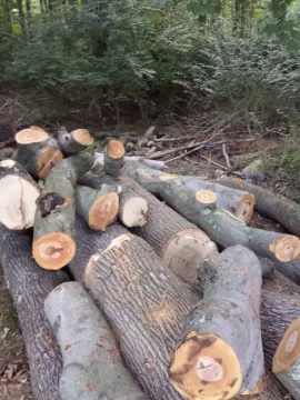 [Hearth.com] Log load delivered ,Ash and Beach I think