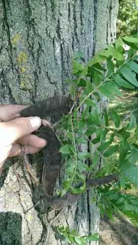 [Hearth.com] A tree ID  any help?