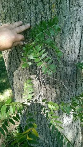 [Hearth.com] A tree ID  any help?