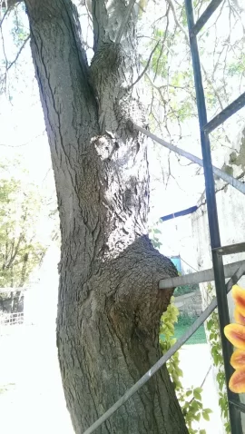 [Hearth.com] A tree ID  any help?