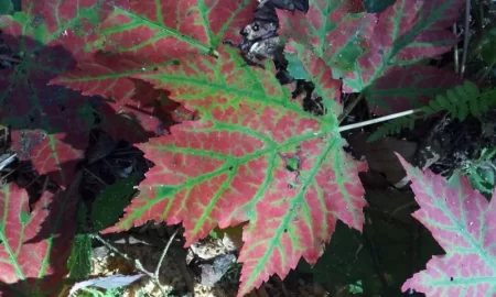 [Hearth.com] Wood ID - which type of maple?