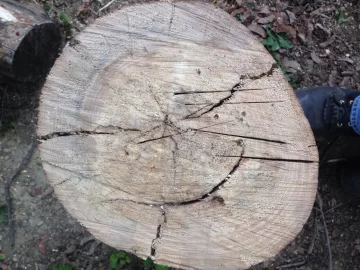 [Hearth.com] Wood ID?