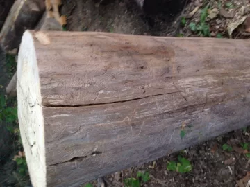 [Hearth.com] Wood ID?