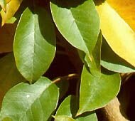hedge leaf.jpg