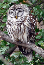 owl10.jpg