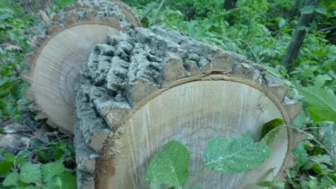 [Hearth.com] Wood ID