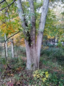 [Hearth.com] suggestions on taking this tree down