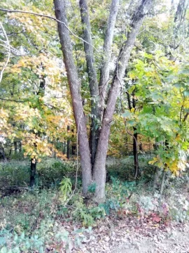 [Hearth.com] suggestions on taking this tree down