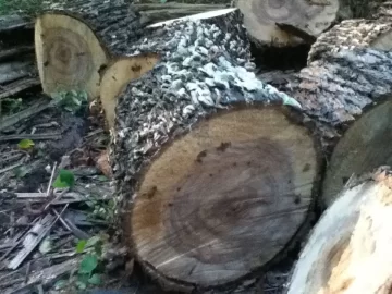 [Hearth.com] Hickory with a side of mushrooms