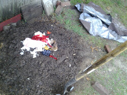My compost mound