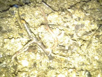 [Hearth.com] My compost mound