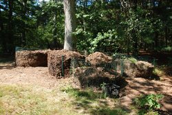 My compost mound