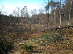 Birch Stove Wood Mission