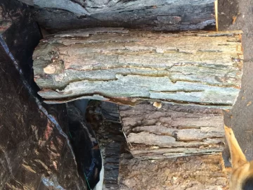 [Hearth.com] Central jersey wood id