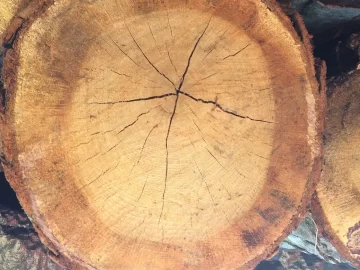 [Hearth.com] Central jersey wood id